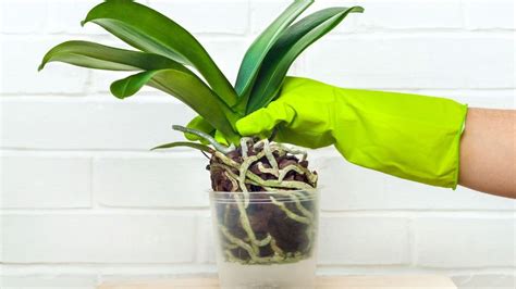 orchidea átlátszó cserépben, látható gyökerekkel
