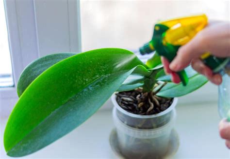 orchidea merítős öntözése egy edényben