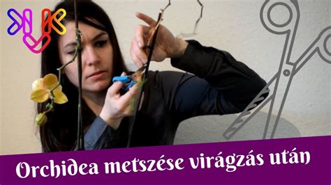orchidea metszése virágzás után