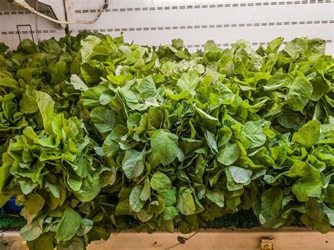 A spenót tápanyagtartalmának vizuális ábrázolása
