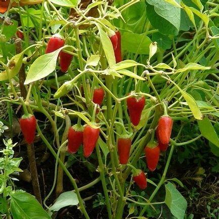 Paprika növény