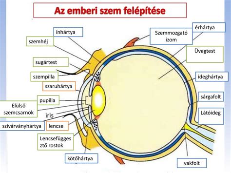 A szem anatómiája és a sárgafolt