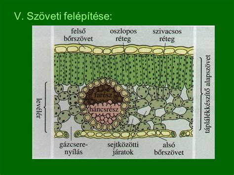 Baráti levél felépítése