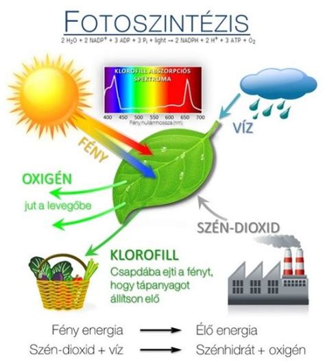 A fotoszintézis folyamata