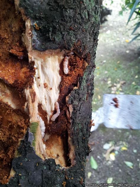 A fa csomagolóanyagok és a károsítók terjedésének ábrája