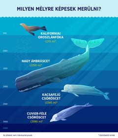 Tengeri élőlényeket ábrázoló infografika