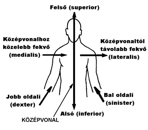 Emberi test síkjai és irányai