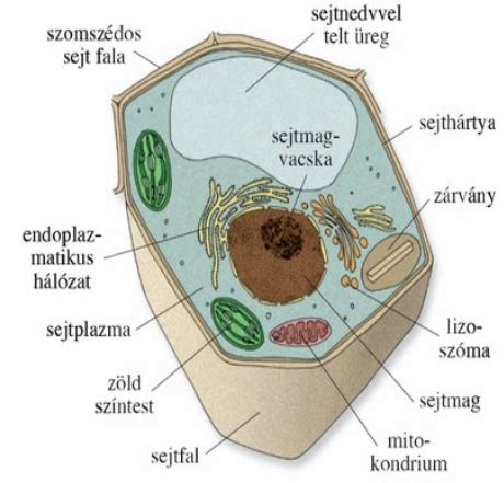 Sejtmembrán szerkezete