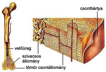 Tömör csontszövet hosszmetszete