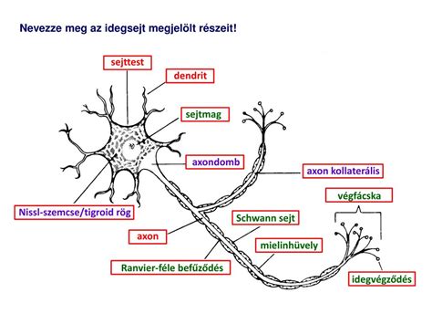 Myelinhüvely kialakulása és Ranvier-féle befűződés
