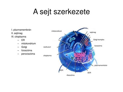 Sejt szerkezete