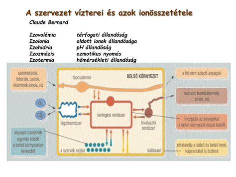 A szervezet vízterei