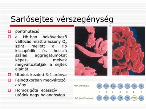 A sarlósejtes vérszegénység öröklésmenete