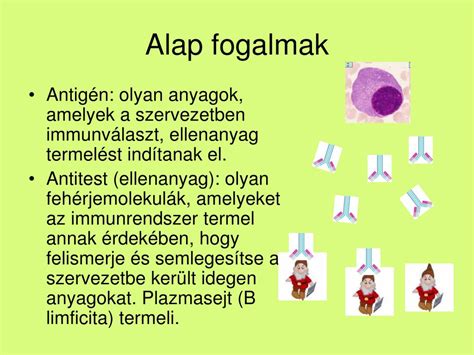 Vércsoport antigének és antitestek