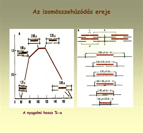 Az izom mozgásterjedelme nyugalmi hosszához képest