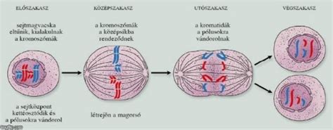 A meiózis folyamata