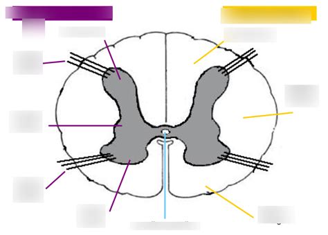 A gerincvelő bonctani képe