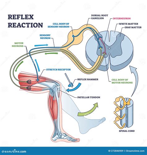 Térd (patella) reflex