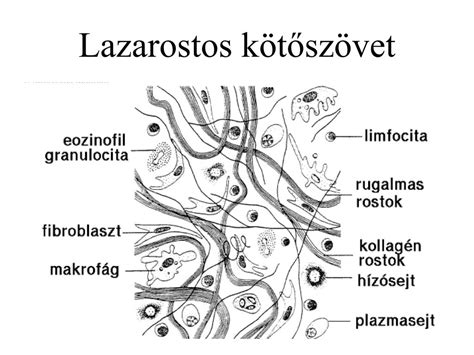 A lazarostos kötőszövet sematikus rajza