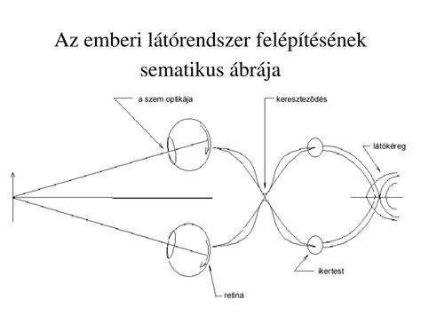 Az ínnyaláb felépítésének sematikus képe