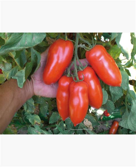 Különböző típusú paradicsomok: San Marzano és Lucullus