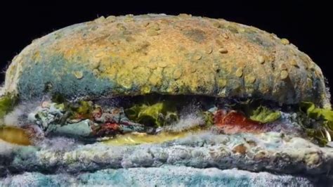 A penészes burger (Moldy Whopper)