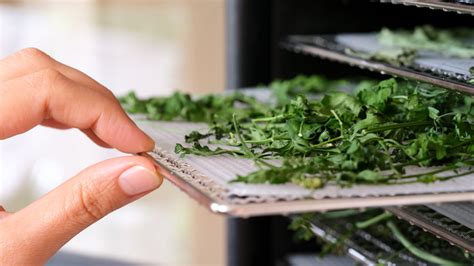 Dehydrating herbs in microwave