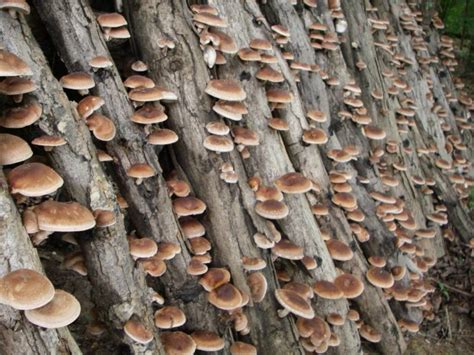 Shiitake gomba mezőgazdasági termesztése