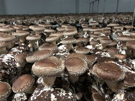 Friss shiitake gomba tál