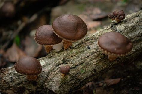 Shiitake gomba egészségügyi előnyei infografika