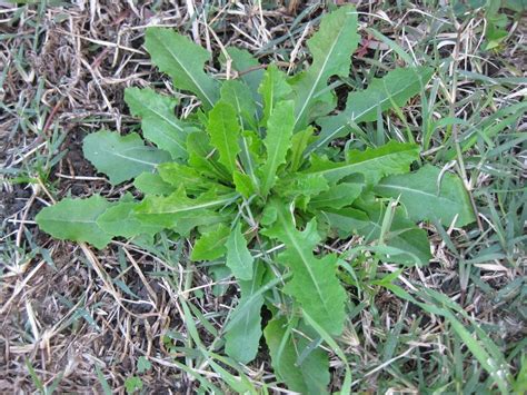 Keszegsaláta (Lactuca serriola) botanikai illusztrációja