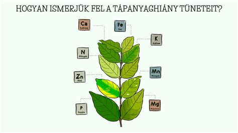 Saláta tápanyaghiány tünetei (összehasonlító diagram)