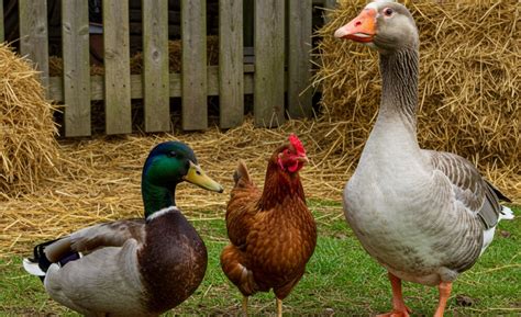 Hízott kacsa és liba