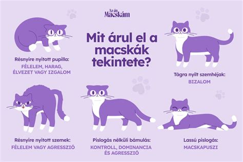 macska kommunikáció infografika
