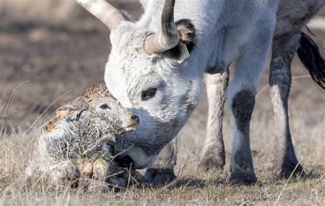 Borjú születése és az első órák jelentősége