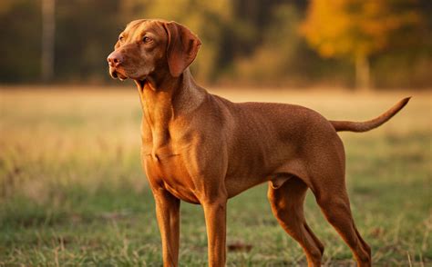 magyar vizsla és stafford típusú kutya találkozása