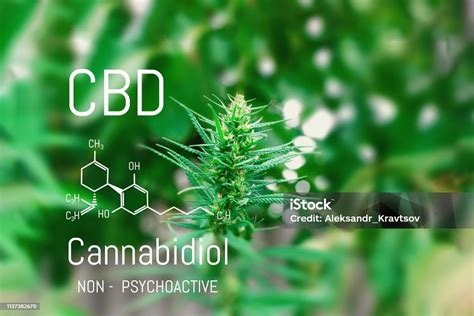CBD molekula szerkezete