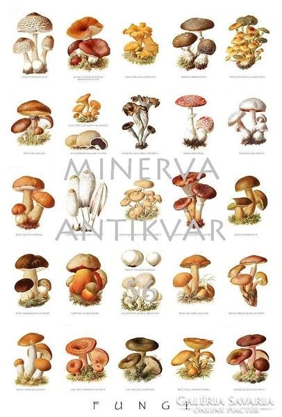 Különböző ehető gombafajták illusztrációja