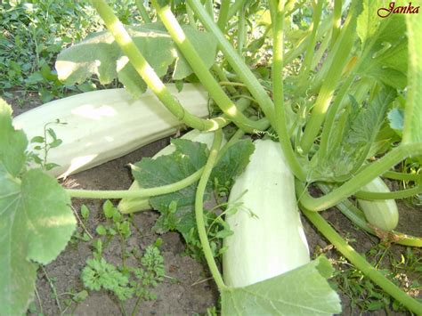 Spárgatök ültetési helyének előkészítése