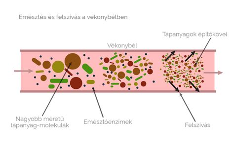 A vékonybél nyálkahártyájának felszínnövelő struktúrái (redők, bolyhok, mikrobolyhok)