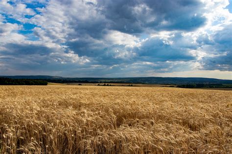 durum búza mező