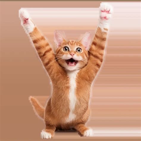 Happy Cat gyártóüzem