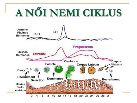 A női hormonális ciklus és a puffadás összefüggése