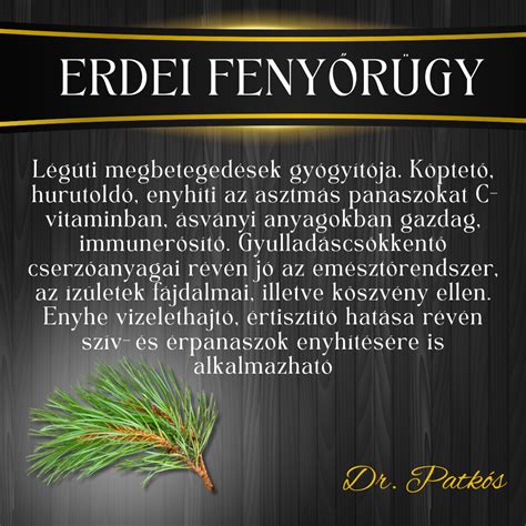 A fenyőrügy gyógyhatásait bemutató infografika