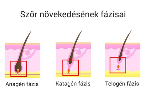 A rizsnövény növekedési fázisai és morfológiája