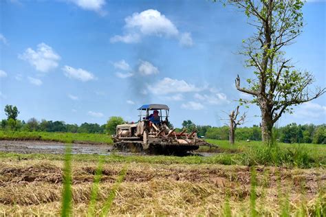 Hagyományos rizstermesztés és betakarítás