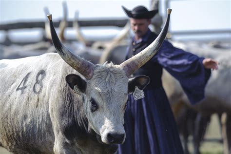 Hortobágyi pásztorok és szürkemarhák