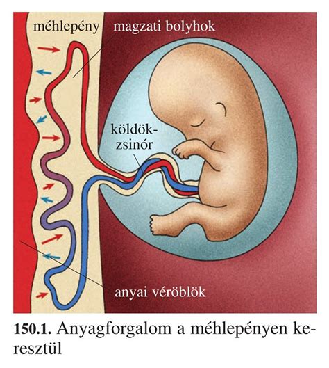 A magzatburok és a méhszáj változásai a terhesség alatt