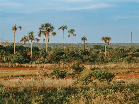 Brazil Cerrado kávéültetvény