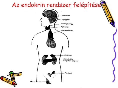 Az emberi endokrin rendszer sematikus ábrázolása, kiemelve a főbb belső elválasztású mirigyeket